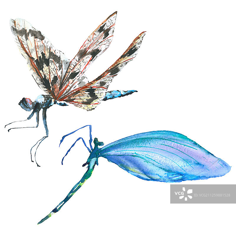 奇异的蜻蜓，野生昆虫。水彩背景插图集。孤立的蜻蜓插图元素。图片素材