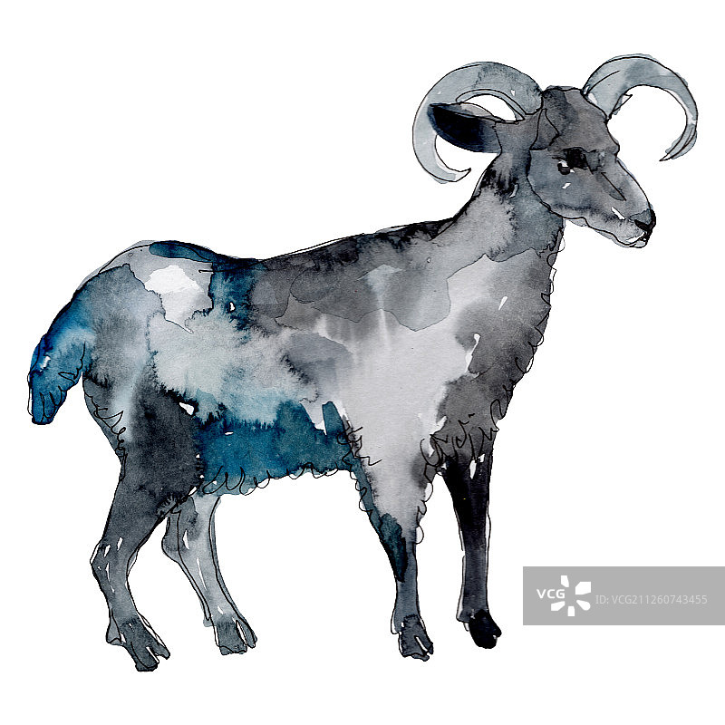 公羊农场动物隔离。水彩背景插图集。孤立的ram插图元素。图片素材