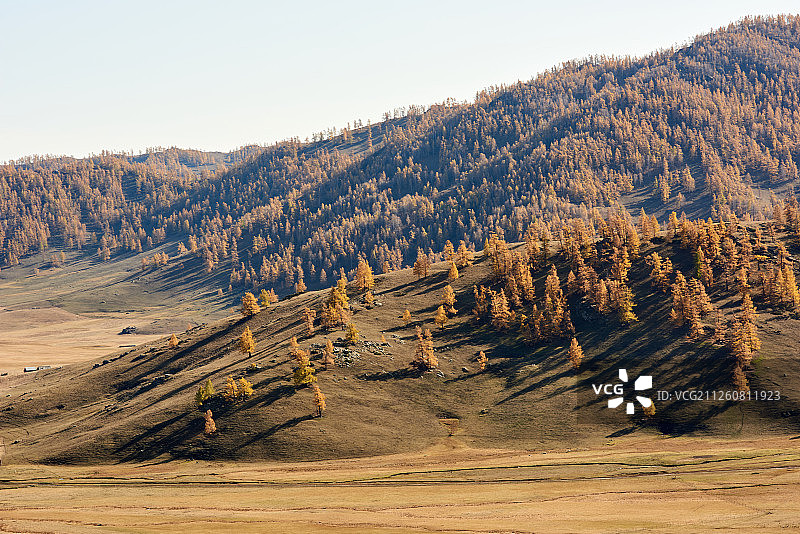 新疆林场秋天美景图片素材