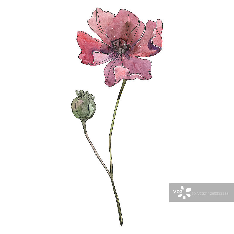 罂粟，一种植物的花。水彩背景插图集。孤立的罂粟插图元素。图片素材