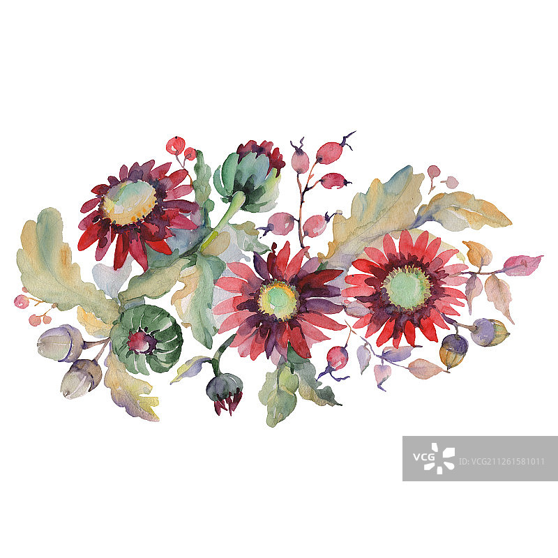 红色向日葵花束植物花。水彩背景设置。孤立的花束插图元素。图片素材
