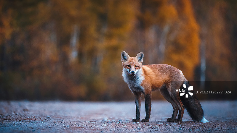 秋季树林里的马路上站立的一只狐狸图片素材