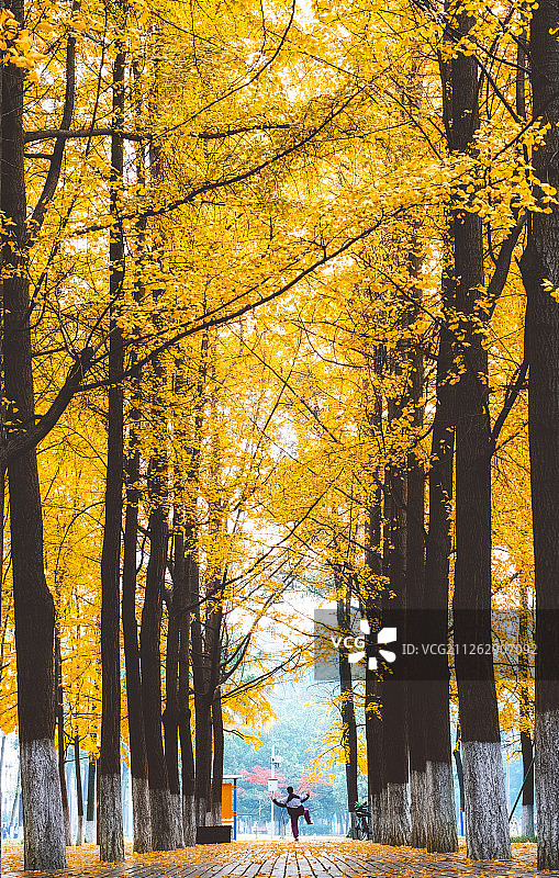 四川成都的秋天颜色，就是银杏的黄，在电子科大的沙河校区美翻了图片素材