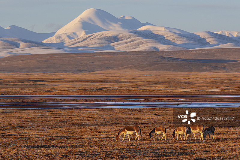 亚洲野驴，或江，马，可可西里或可可西里自然保护区，青藏高原，青海，中国图片素材