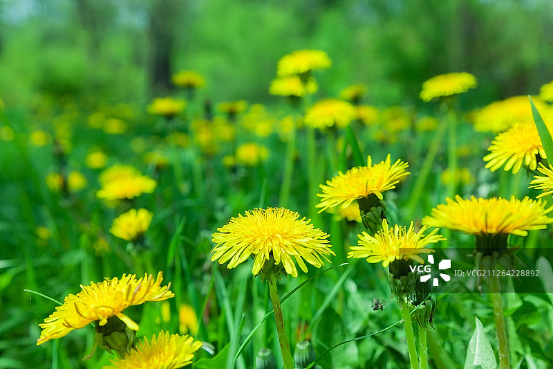 美丽的黄色蒲公英花在背景草坪上。自然背景图片素材