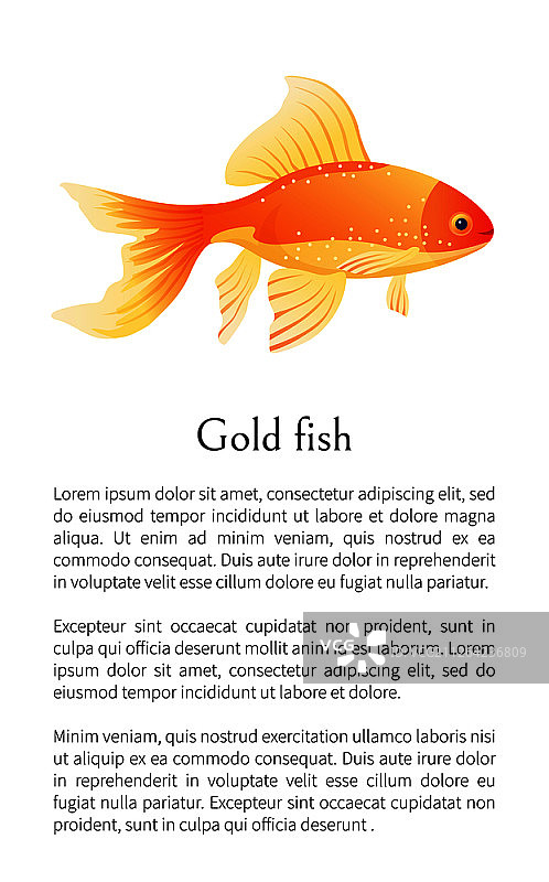 红色金鱼孤立在白色金鱼上。淡水水族鱼剪影手绘图形图标在空白背景卡通风格矢量插图。红色金鱼，水族馆鱼孤立在白色。图片素材