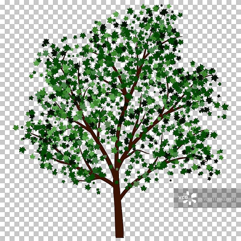 夏天的树和绿色的叶子。EPS 10矢量插图。图片素材