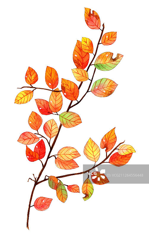 水彩手绘叶子植物设计素材插画图片素材