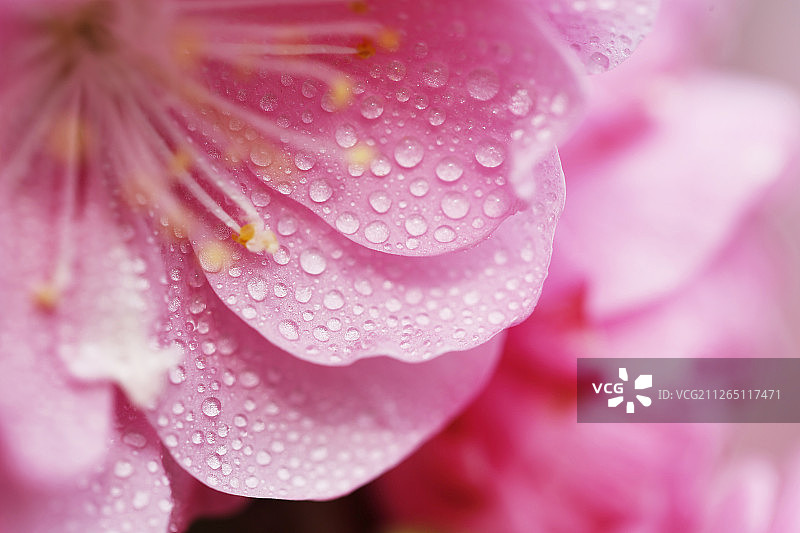 桃花花瓣花朵春天节气绽放图片素材