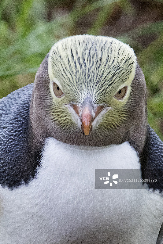黄眼企鹅特写图片素材