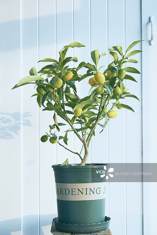 金橘 树 盆栽 植物 绿植 家养 小型 绿色 亮调 清新 健图片素材