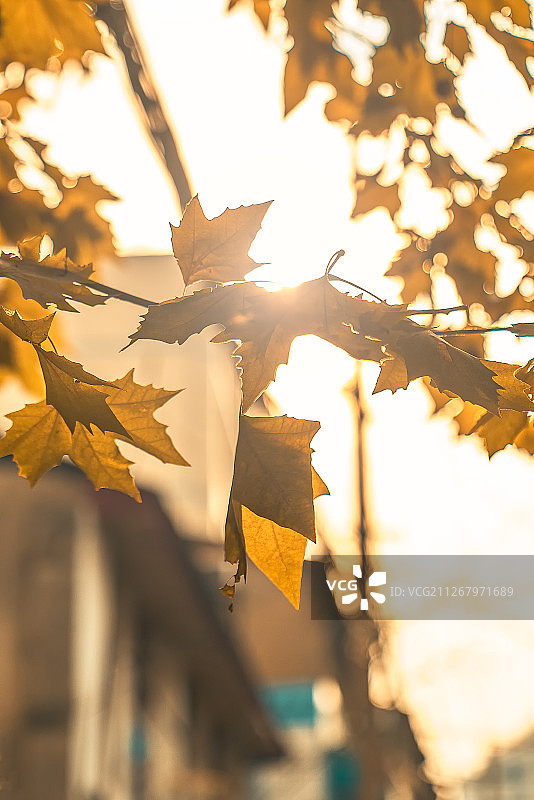 国庆期间早晨长沙小巷中发黄的枫树枫叶图片素材