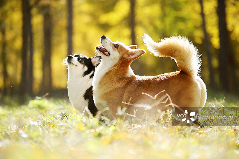 秋景中的两只柯基犬图片素材