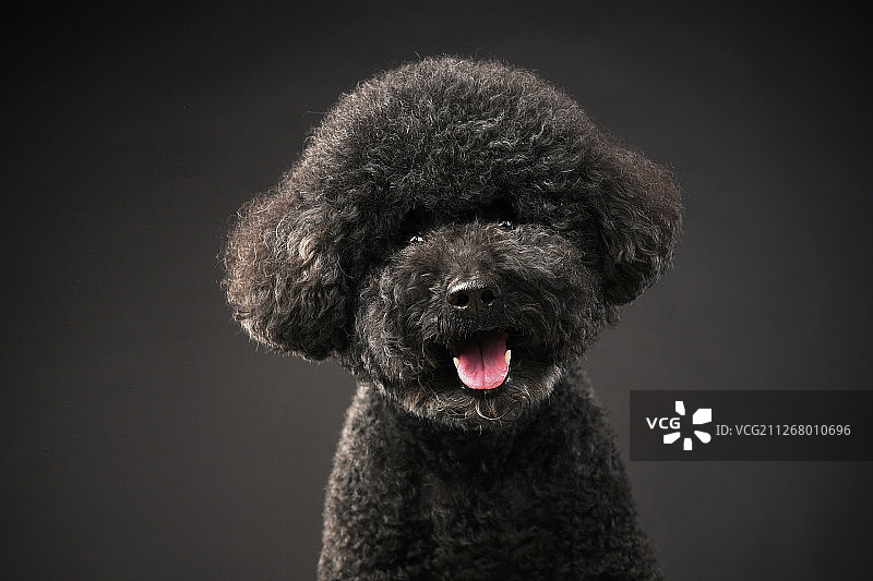 黑色背景中的黑色贵宾犬图片素材
