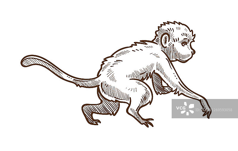 卷尾猴野生动物孤立素描亚洲猴图片素材