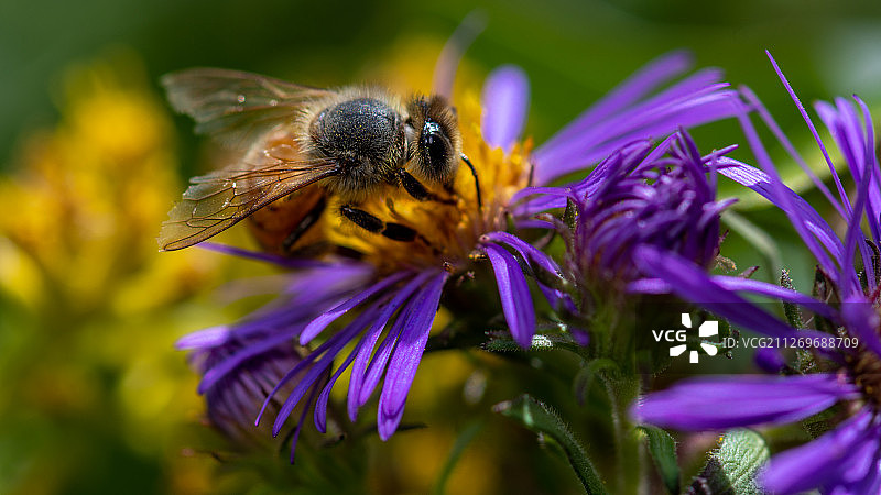 以花为食的蜜蜂图片素材