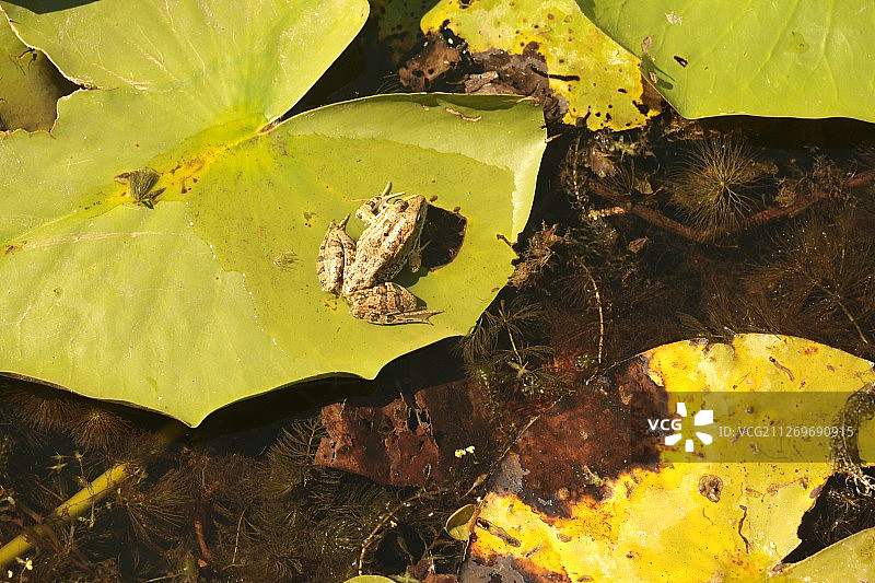 叶子上的青蛙，土耳其图片素材