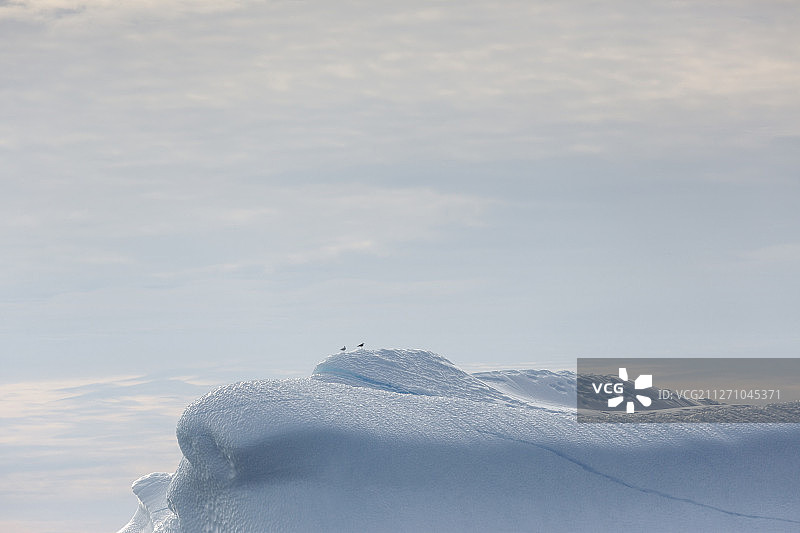 格陵兰岛融化的冰山上的鸟类图片素材