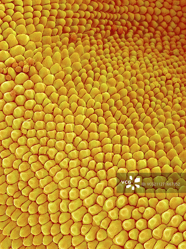 菊花科野花的花瓣图片素材