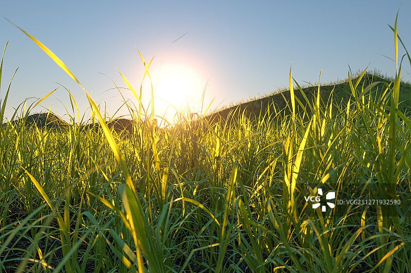 阳光照射下茂密的草原 三维渲染图片素材