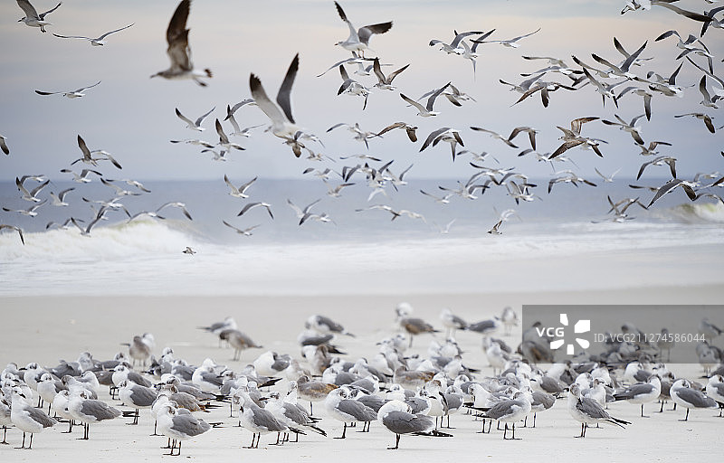 一大群海鸥在海洋上空飞翔图片素材