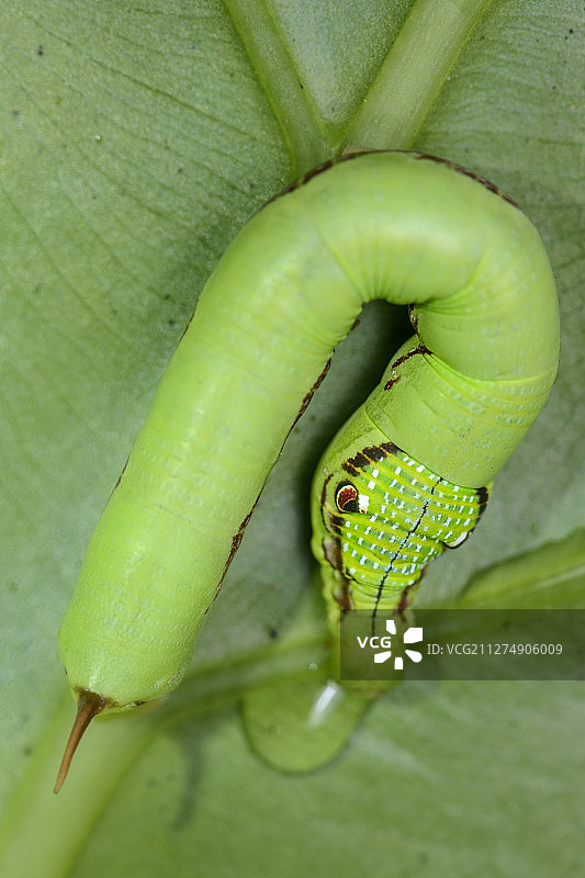 拟蛇蛉科毛虫，南丫岛，中国香港。图片素材