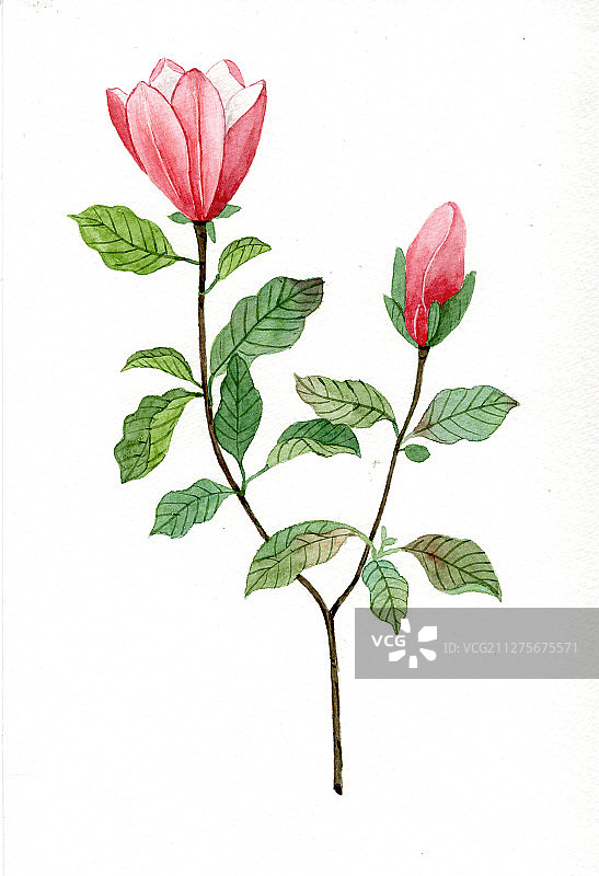 手绘水彩枝条花瓶花束花卉插画图片素材