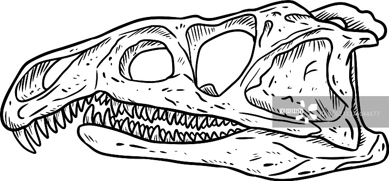 rossicus古龙头骨化石手绘图片素材