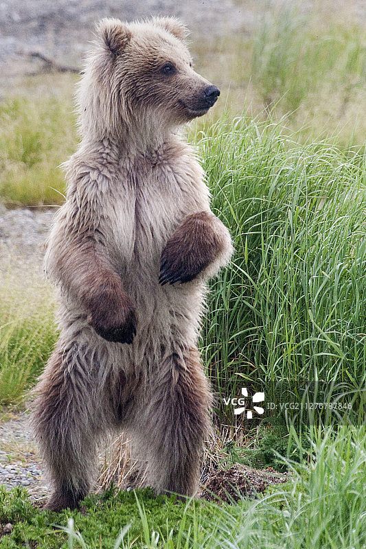 棕熊渴望用后腿站立图片素材