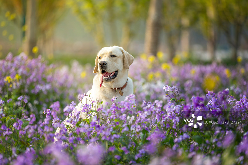 花丛中的拉布拉多犬图片素材