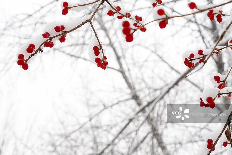 雪后树林和金银木果子图片素材