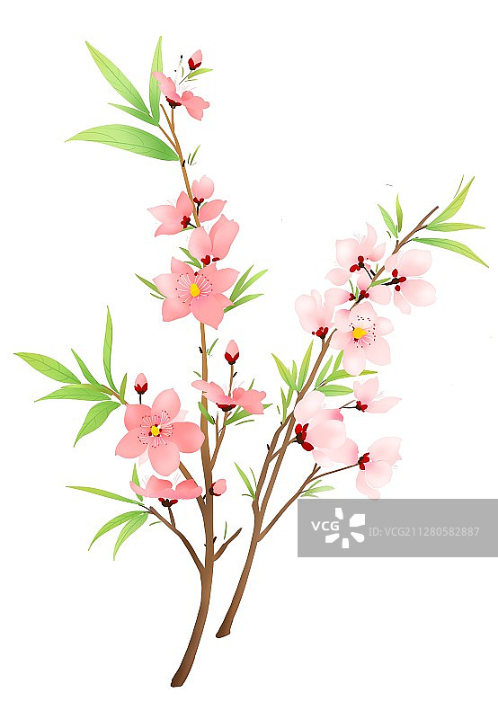 传统文化二十四节气春季元素工笔画写实桃花一支花图片素材