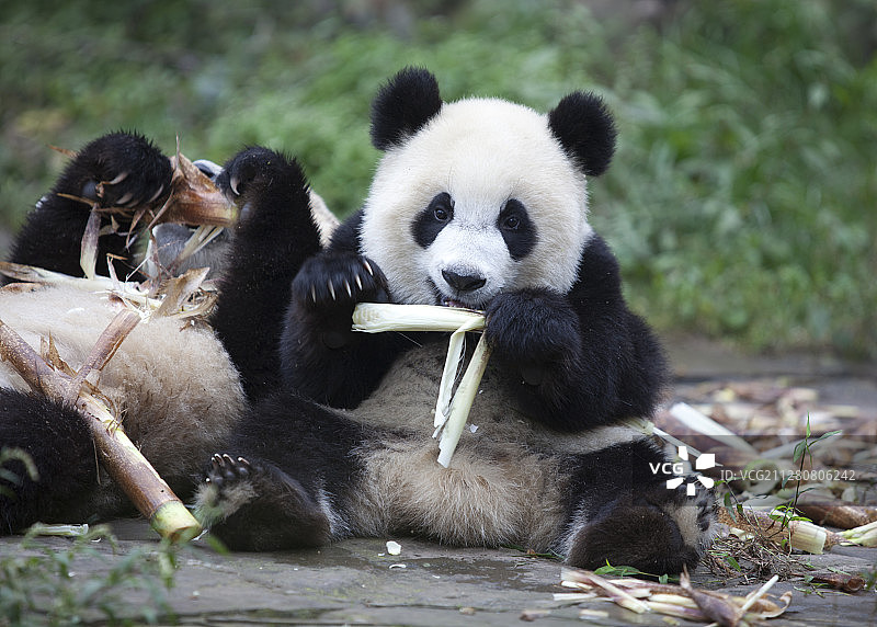 坐车吃竹子的熊猫正面像图片素材