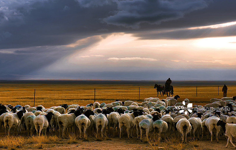 高山牧羊图片素材