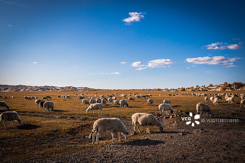 内蒙古草原的羊群图片素材