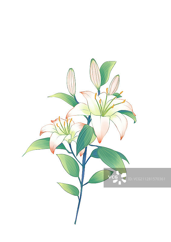 百合花植物花绘板绘插画图片素材