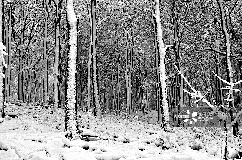 冬季树景图片素材