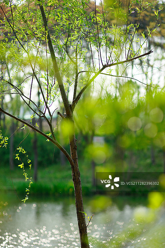 上海辰山植物园春景2020图片素材