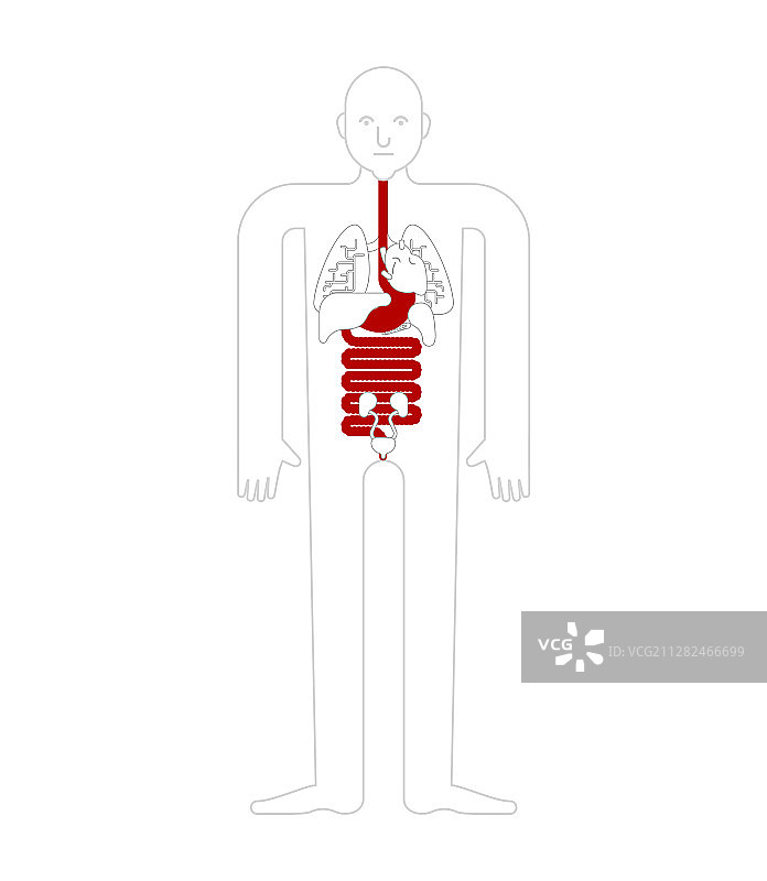 胃、食管、直肠人体解剖图片素材