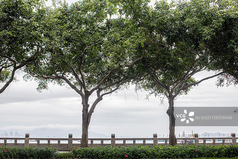 广东省汕尾城区海滨街的树木环境图图片素材