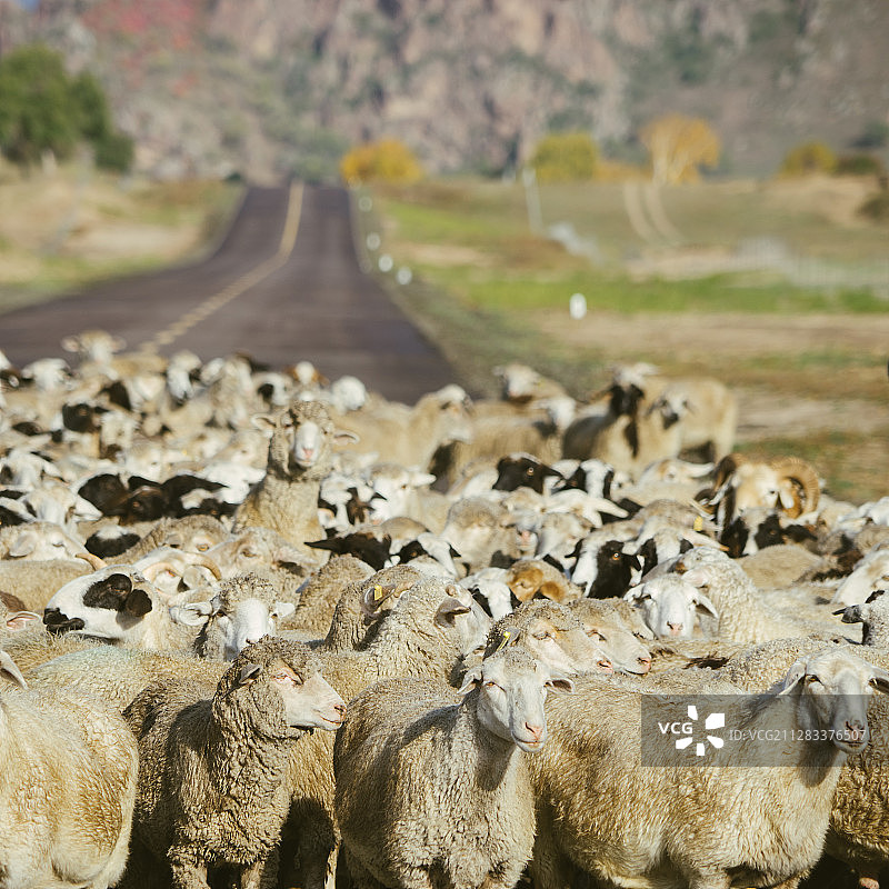 在公路上的羊群图片素材