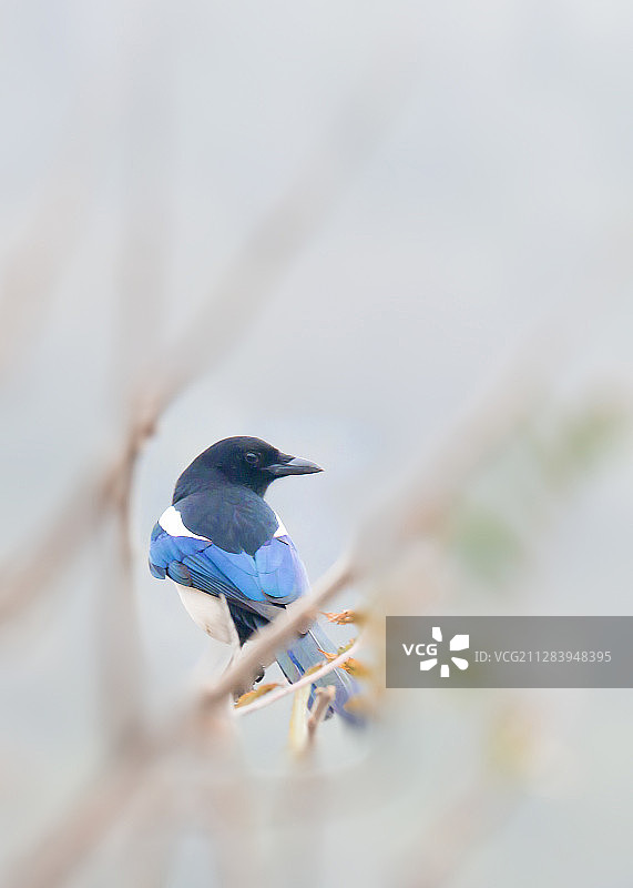 冬天树枝间的一只蓝色喜鹊图片素材