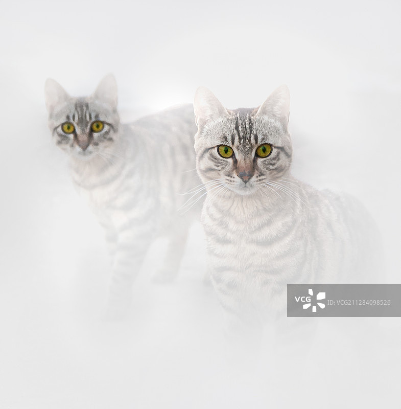 《两只猫咪》图片素材