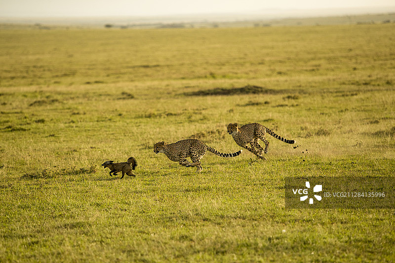 在肯尼亚马赛马拉国家保护区的大草原上，猎豹追逐蝙蝠耳狐图片素材