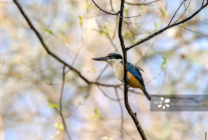 翠鸟(石竹科)鸟的特写栖息在细枝上，里士满，塔斯曼区，新西兰图片素材