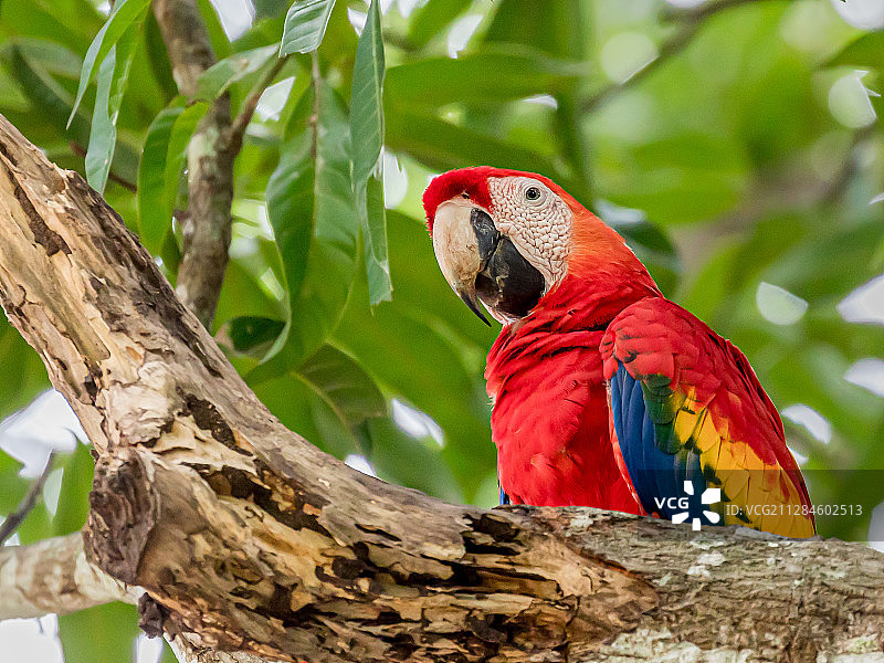 猩红色金刚鹦鹉(澳门)的近距离栖息在树枝上，蓬塔雷纳斯，尼科亚，哥斯达黎加图片素材