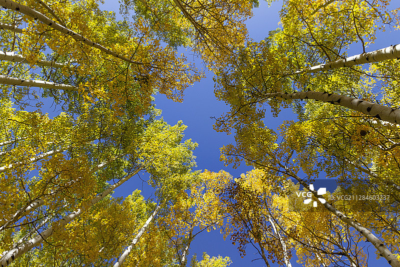 低角度的树冠秋天，斯诺马斯村，科罗拉多州，美国图片素材