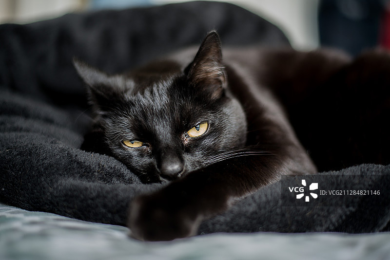加拿大多伦多，黑猫躺在黑毯子上图片素材