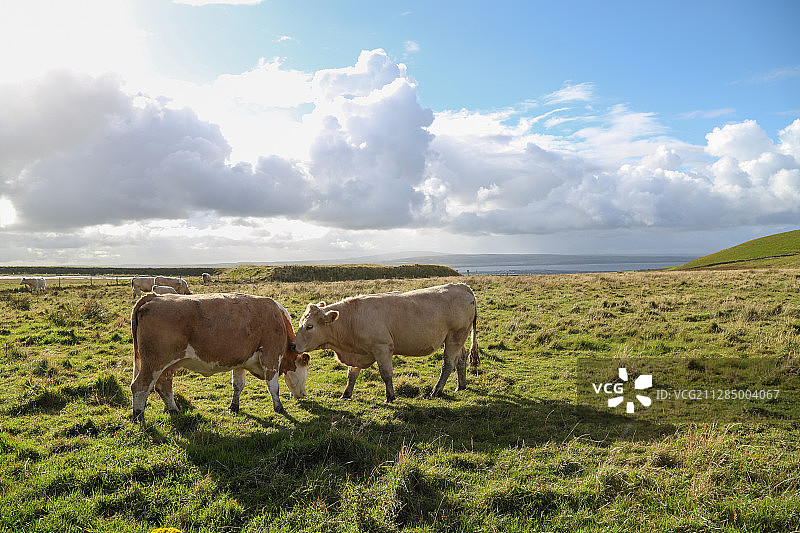 苏格兰牧场里的母牛图片素材