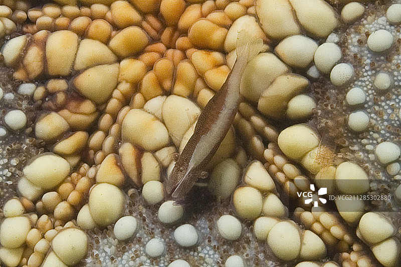 海星虾在海星图片素材